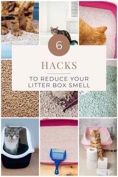 there is a collage of pictures with cats and litter boxes in it that says 6 hacks to reduce your litter box smell