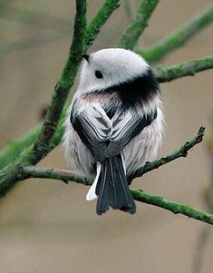 a small bird sitting on top of a tree branch