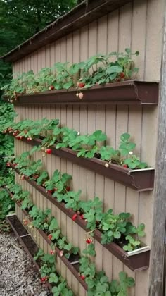 strawberry plants growing on the side of a building