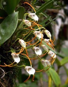 white and orange flowers growing on the side of a tree