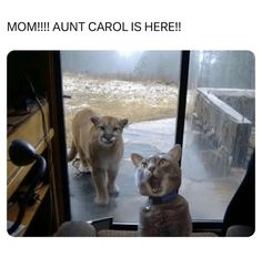 two cats looking at each other through a window with the caption mom, aut carol is here