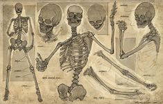 an image of a drawing of human skeleton and skeletal bones in various positions on old paper