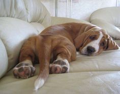 a brown and white dog laying on top of a couch