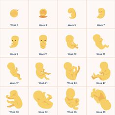 Pregnancy Preparation, Pregnancy Apps, Health Watch, Baby Gadgets, Human Development, Kids Songs, Baby Fashion, Gadgets, Human