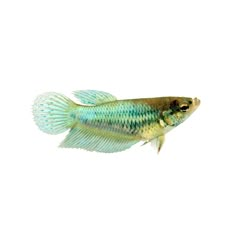 a small blue and green fish on a white background with water in the foreground