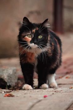 a black, orange and white cat is walking on the ground with its eyes open