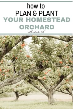 an orchard with the words how to plan and plant your homestead orchard