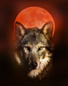 a wolf staring at the camera with an orange moon in the backgrouund