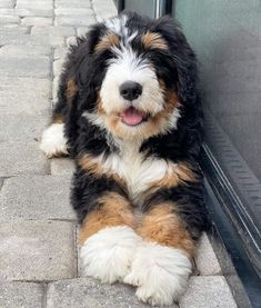 a black and brown dog laying on the ground next to a glass door with it's tongue hanging out