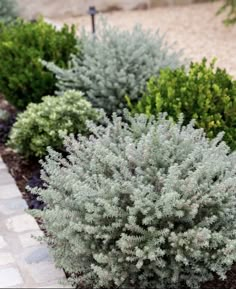 several different types of bushes in a garden