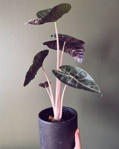 a hand holding a potted plant with large leaves