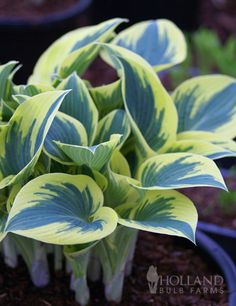 several potted plants with green and white leaves