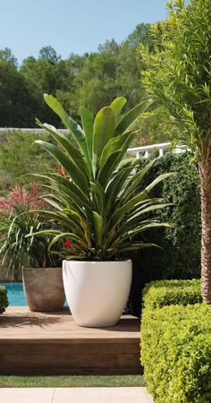 a large potted plant sitting on top of a wooden platform next to a pool