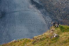 some birds are standing on the side of a hill