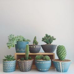 several potted plants sitting on top of a wooden shelf