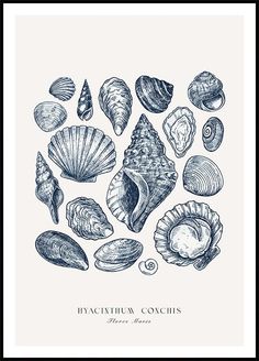 an ink drawing of various seashells