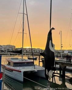 an orca whale hanging off the side of a boat in a harbor at sunset