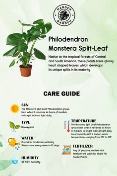 an info sheet describing the benefits of houseplants