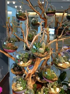 a tree filled with lots of different types of plants and vases sitting on top of each other