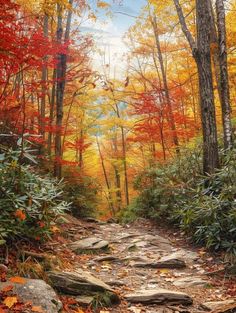 a dirt road surrounded by trees with leaves on the ground and rocks in the foreground