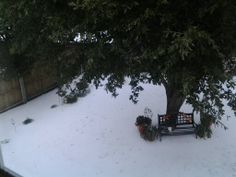 a bench sitting under a tree in the middle of a yard covered in white snow