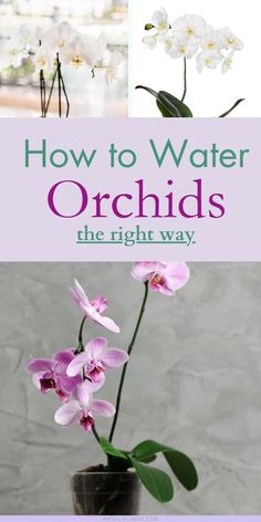 how to water orchids the right way with text overlay that reads, how to water orchids the right way