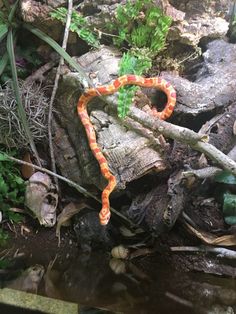 an orange and black snake is on the ground next to some rocks, plants and water