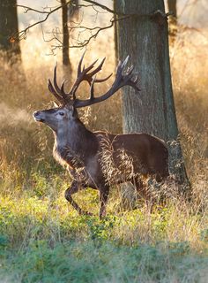 a deer with antlers running through the woods