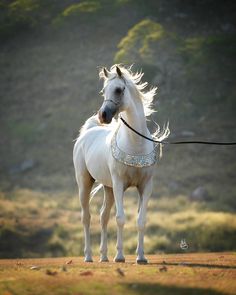 a white horse standing on top of a dry grass covered field with trees in the background