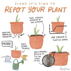 an illustrated diagram showing how to repot your plant