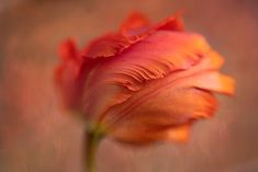 a single orange flower is shown in this image, it looks like the petals are wilting