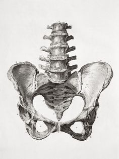 a drawing of the back of a human skeleton