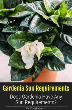 a potted plant with white flowers and green leaves in it that says, gardenia sun requirementsents does gardenia have any sun treatments?