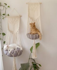 an orange cat laying in a hammock hanging from the wall next to a potted plant