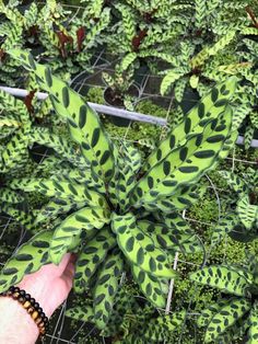 a hand is holding a green plant in front of many other plants