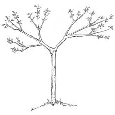 a drawing of a tree with no leaves