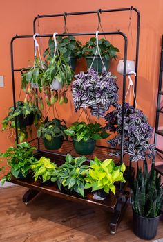 several potted plants are hanging from a rack on the floor in front of an orange wall