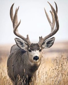 a deer with large antlers standing in tall grass