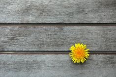 a single yellow flower sitting on top of a wooden bench next to another piece of wood