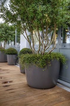 three large planters with trees in them sitting on a wooden floor next to a building