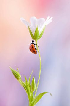 a lady bug sitting on top of a white flower