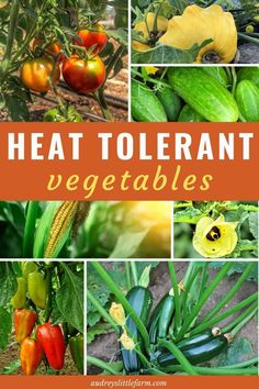 several different types of vegetables with the title heat tolerant vegetables