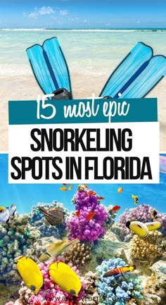 the title for 15 most epic snorkeling spots in florida, with colorful corals and tropical fish