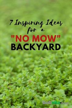 green plants with the words 7 amazing ideas for no mow backyard