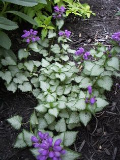 some purple flowers and green leaves in the dirt