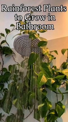 rain shower with plants growing in it and text reading rainforest plants to grow in bathroom