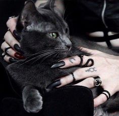 a cat sitting on someone's arm with rings around its neck and hands behind it