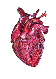 a drawing of a human heart