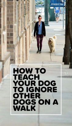 a woman walking her dog down the sidewalk with text overlaying how to teach your dog to ignore other dogs on a walk