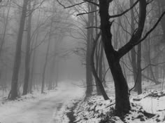 black and white photograph of a path in the woods with snow on the ground, surrounded by bare trees